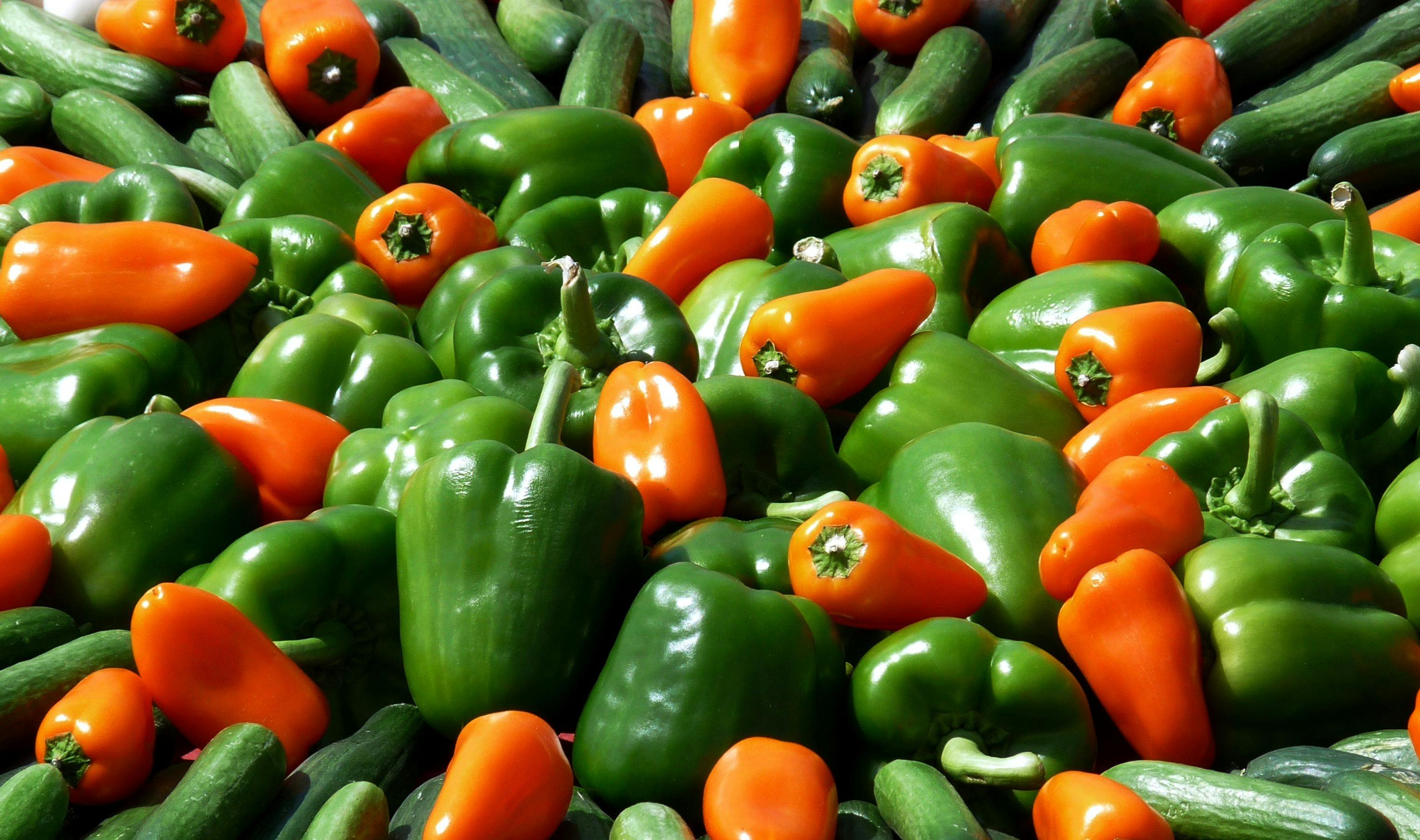 Paprika palánta fejlődési problémák és megoldásuk